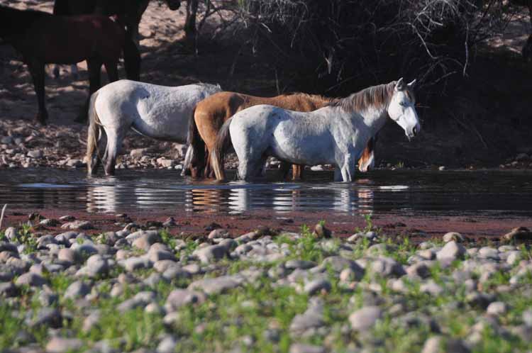 mustangs